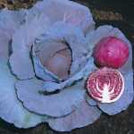 brassica-oleracea-capitata-lombarda