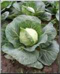 brassica-oleracea-capitata-repollo