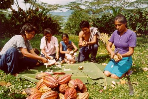 Familia_en_proceso_de_cosecha_de_cacao (Small)