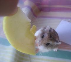 raton comiendo queso