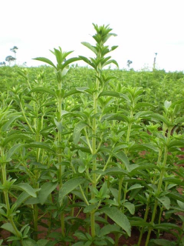 planta de stevia rebaudiana bertoni