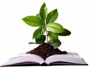 brote de planta sobre un libro