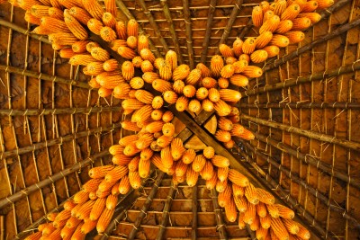 trigo, maiz colgado de un techo Cultivo de maiz colgando de un techo de madera