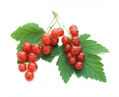 8075386_s Racimo de grosellas rojas