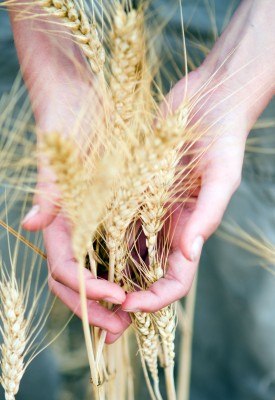Espigas de trigo entre las manos