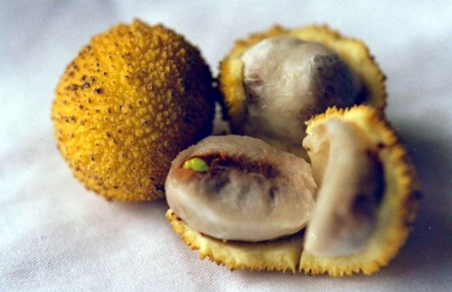 madroc3b1o arbutus unedo