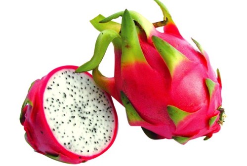 hyloceresus undantus