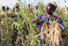 desarrollo agricola lucha contra el hambre