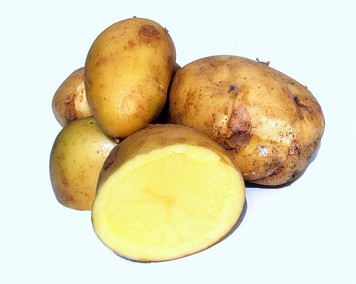 solanum tuberosum