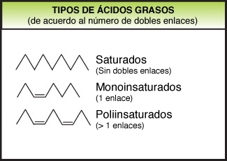ácidos grasos