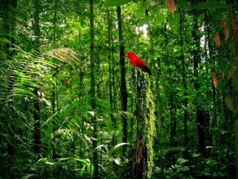 día internacional de los bosques