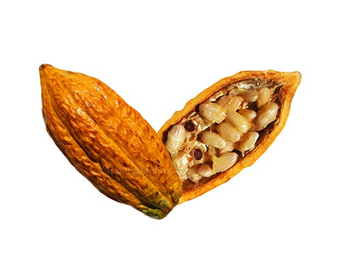 theobroma cacao