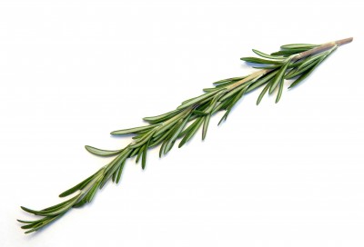 rosmarinus officinalis