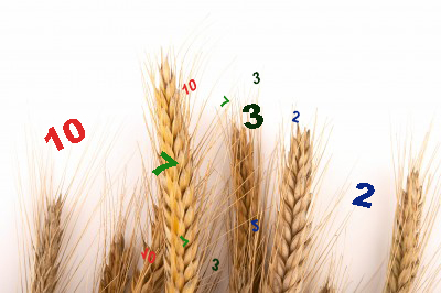 espigas de trigo con numeros