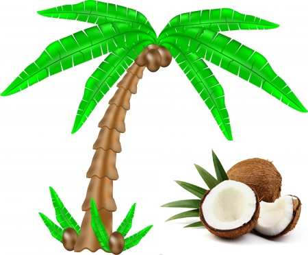 cocos nucifera