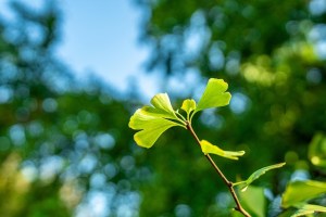 ginkgo biloba